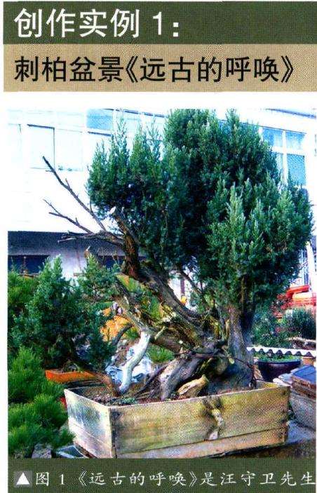 图解 我是如何制作松柏盆景的10个步骤