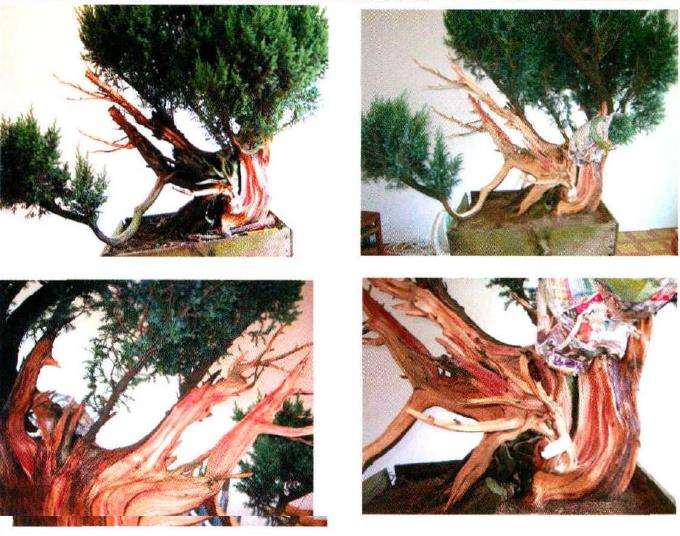 图解 我是如何制作松柏盆景的10个步骤