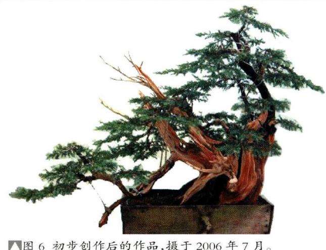 图解 我是如何制作松柏盆景的10个步骤