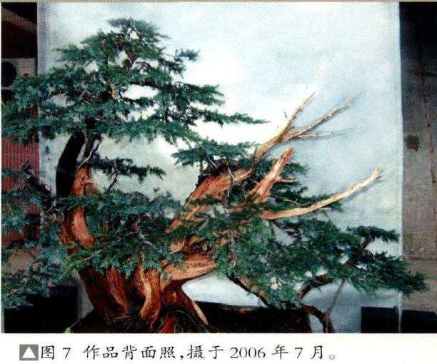 图解 我是如何制作松柏盆景的10个步骤