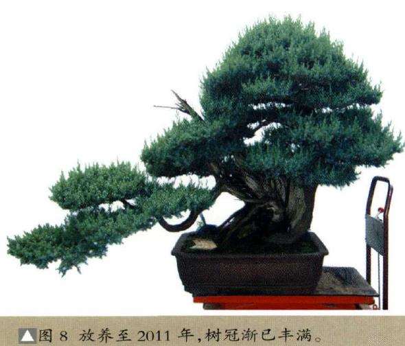 图解 我是如何制作松柏盆景的10个步骤