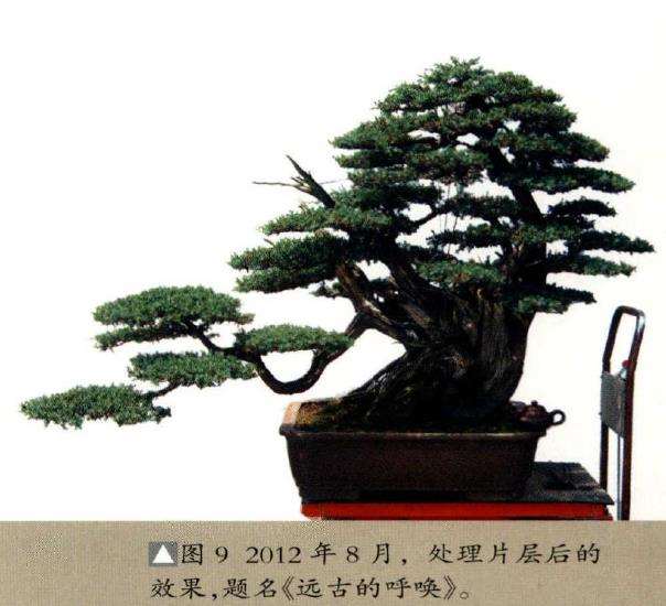 图解 我是如何制作松柏盆景的10个步骤