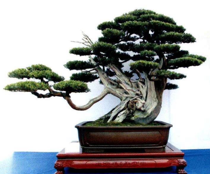 图解 我是如何制作松柏盆景的10个步骤