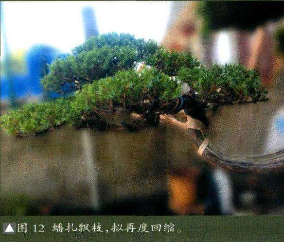 图解 我是如何制作松柏盆景的10个步骤