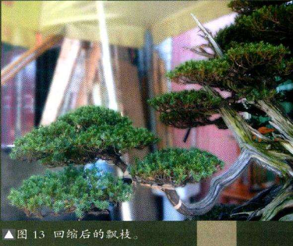 图解 我是如何制作松柏盆景的10个步骤