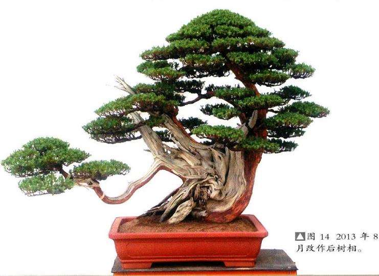 图解 我是如何制作松柏盆景的10个步骤