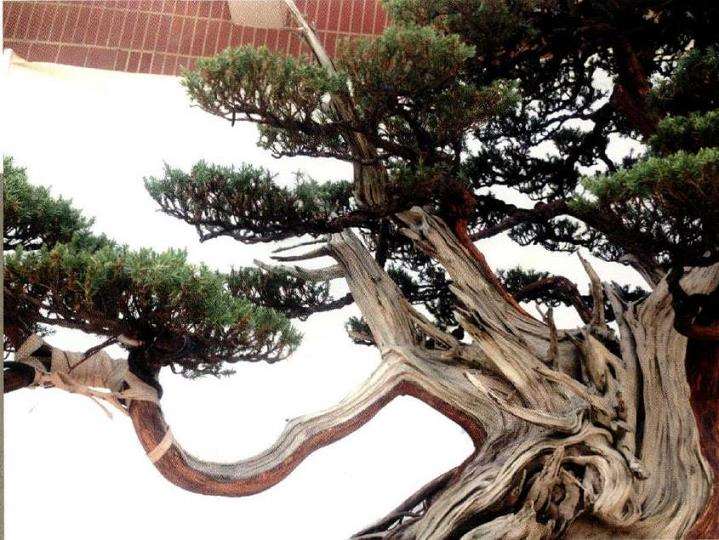 图解 我是如何制作松柏盆景的10个步骤