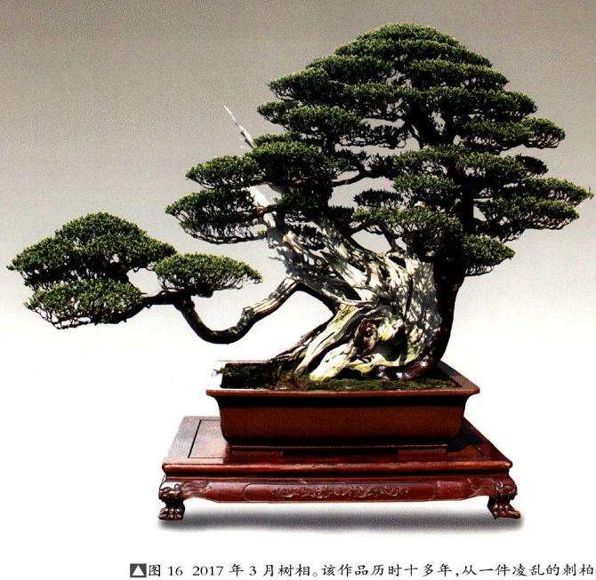 图解 我是如何制作松柏盆景的10个步骤