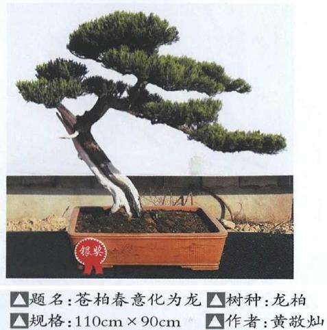 建瓯市举办首届花博会盆景展 图片