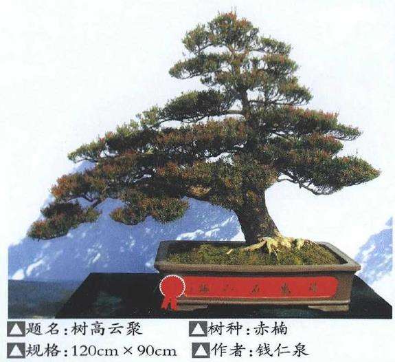 建瓯市举办首届花博会盆景展 图片