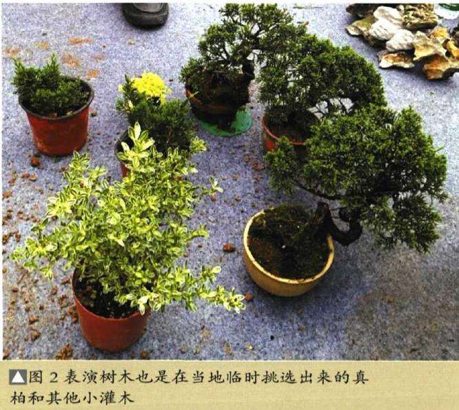 图解 树石盆景《和美图》怎么创作的26个步骤