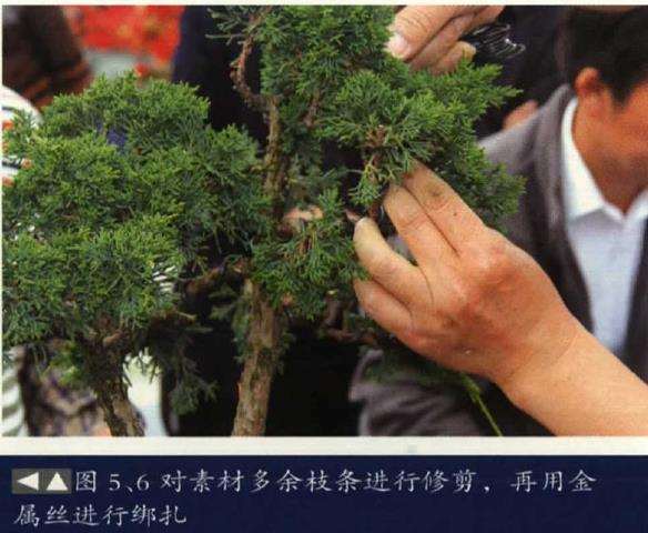 图解 树石盆景《和美图》怎么创作的26个步骤