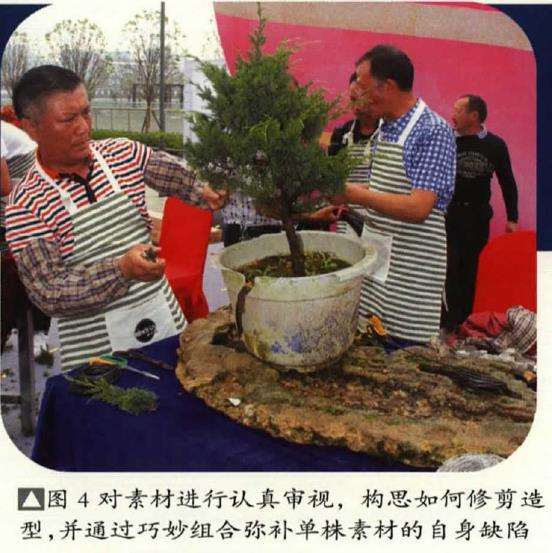 图解 树石盆景《和美图》怎么创作的26个步骤