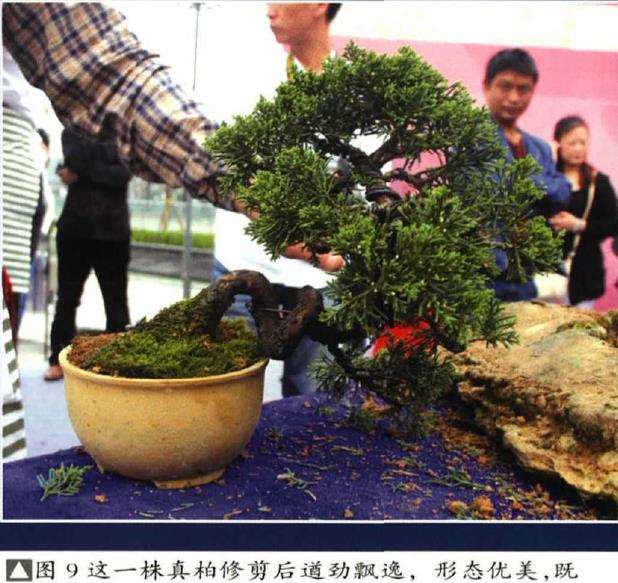 图解 树石盆景《和美图》怎么创作的26个步骤