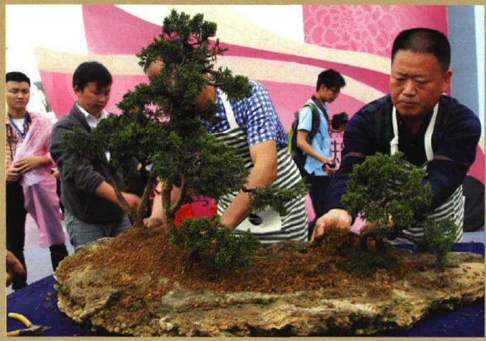 图解 树石盆景《和美图》怎么创作的26个步骤