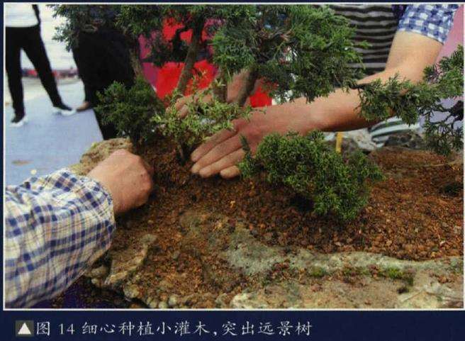 图解 树石盆景《和美图》怎么创作的26个步骤
