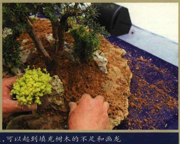 图解 树石盆景《和美图》怎么创作的26个步骤