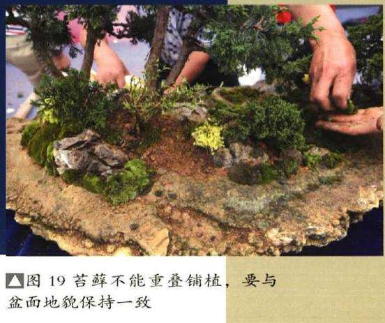 图解 树石盆景《和美图》怎么创作的26个步骤