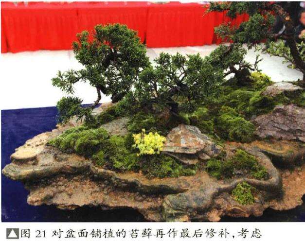 图解 树石盆景《和美图》怎么创作的26个步骤