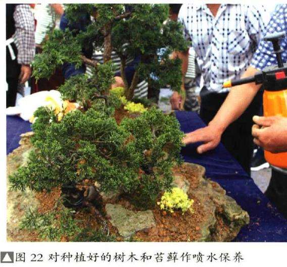 图解 树石盆景《和美图》怎么创作的26个步骤