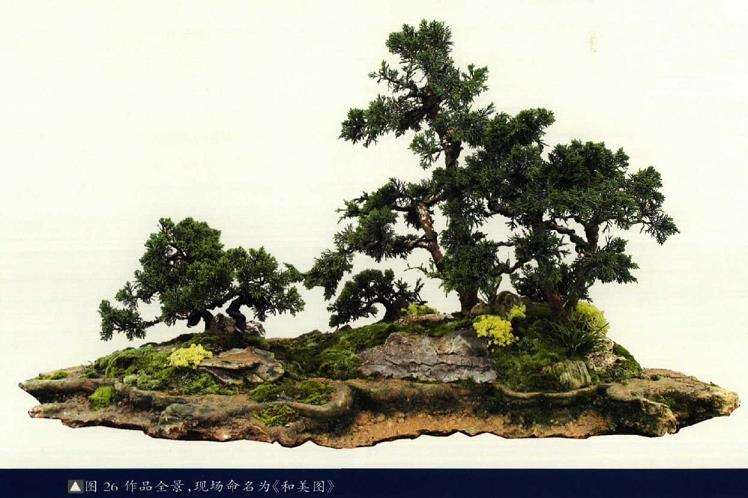 图解 树石盆景《和美图》怎么创作的26个步骤