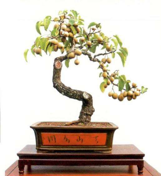 第十九届中州盆景展在鄢陵举办