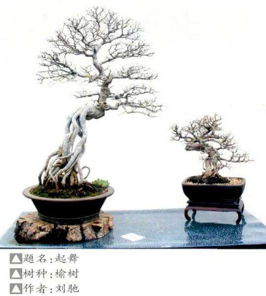 河南省第十七届中州盆景展 图片