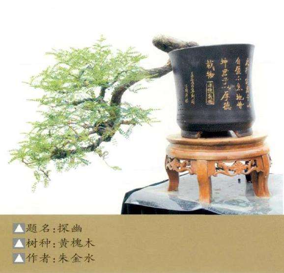 河南省第十七届中州盆景展 图片