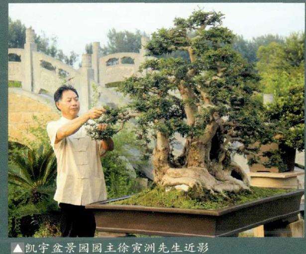 荆州凯宇盆景园 徐寅洲先生 图片