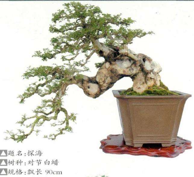 荆州凯宇盆景园 徐寅洲先生 图片