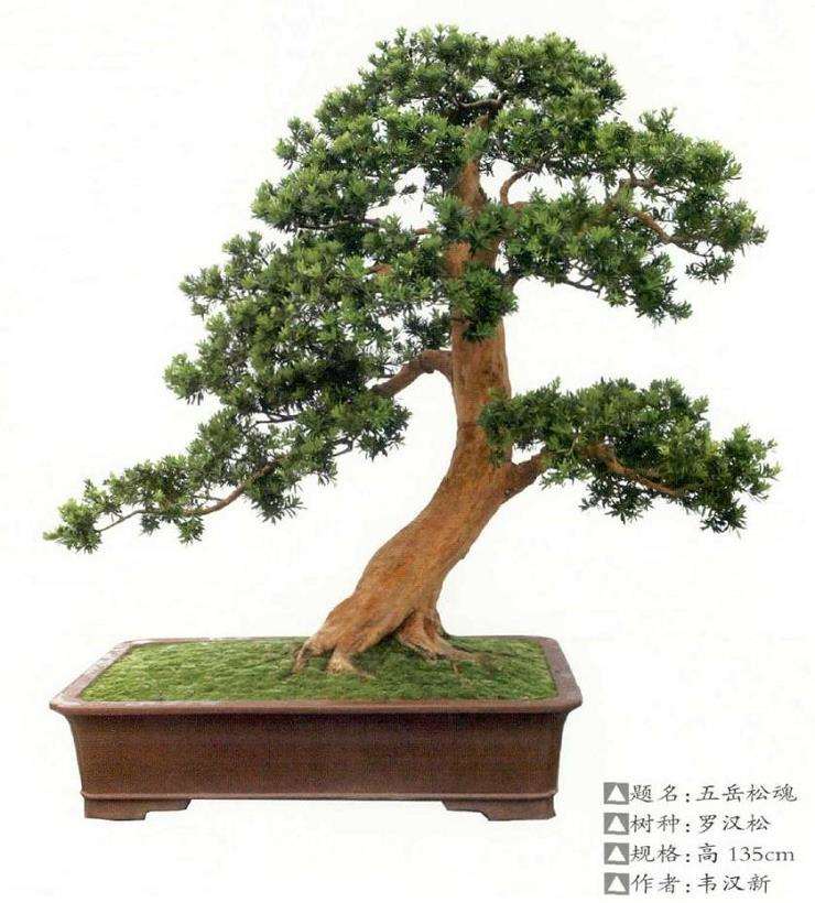 罗汉松盆景怎么品种选择的3个方法