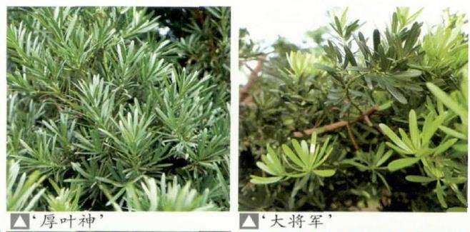 罗汉松盆景怎么品种选择的3个方法