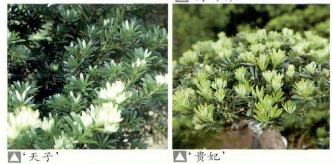 罗汉松盆景怎么品种选择的3个方法