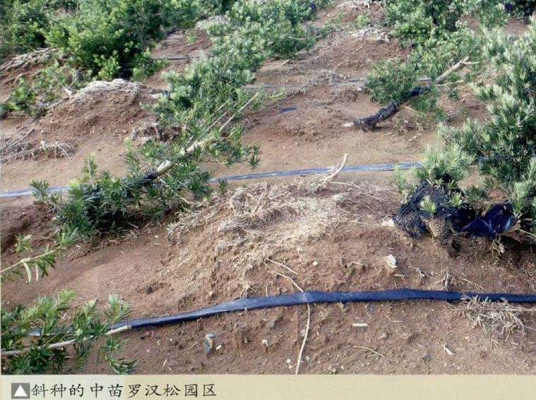 罗汉松盆景怎么斜种的3个灵感 图片