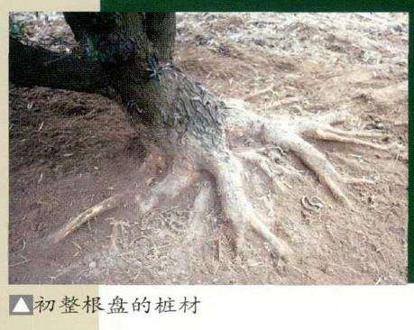 罗汉松盆景种苗怎么未来设计的3个方法