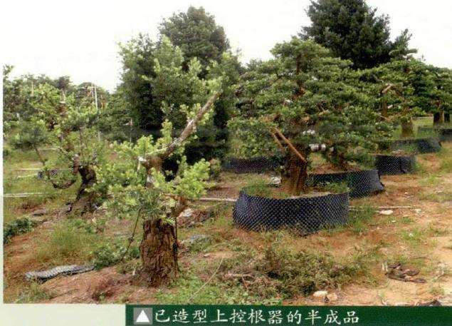 罗汉松盆景的设计环节怎么技术跟踪