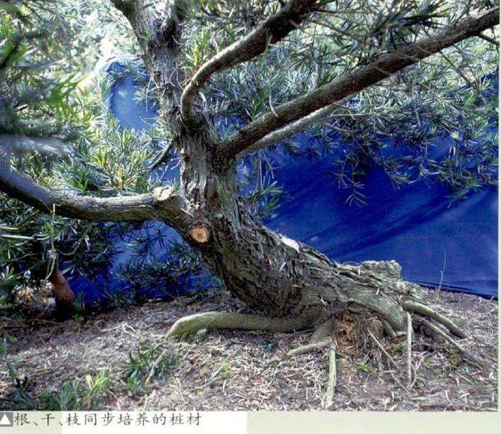 罗汉松盆景的设计环节怎么技术跟踪
