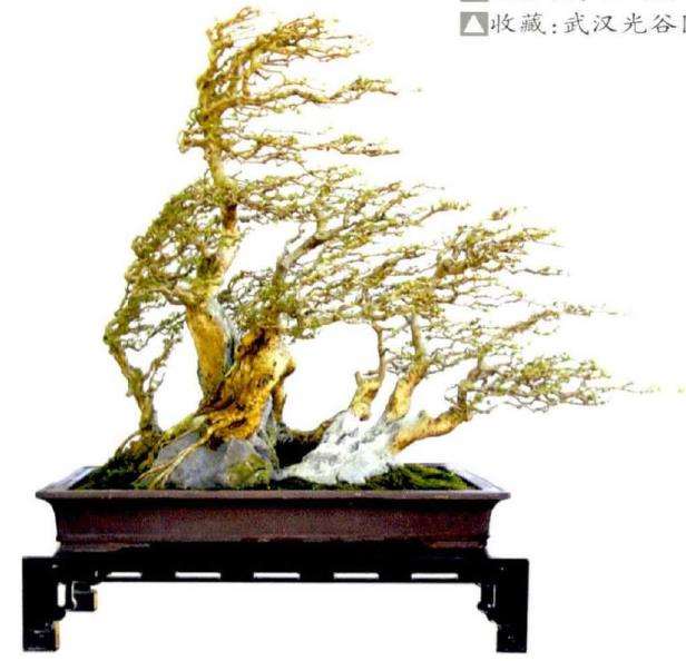 武汉光谷对节盆景景观树基地