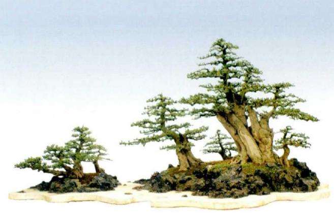 武汉光谷对节盆景景观树基地