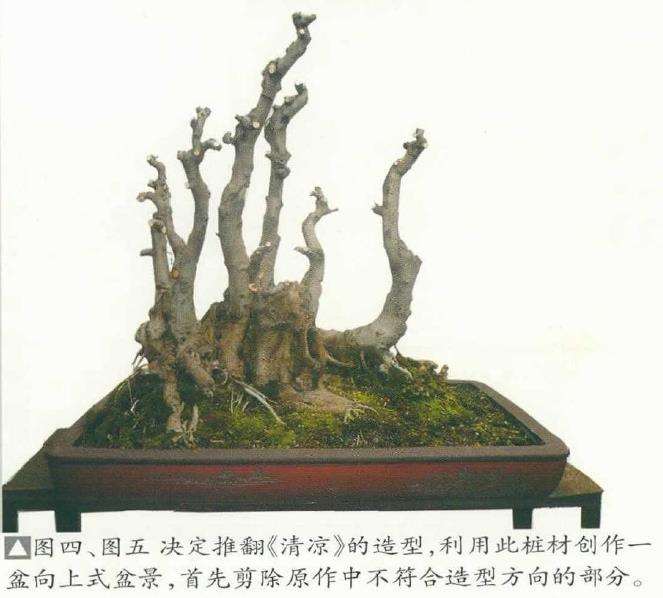图解 刘永辉怎么制作盆景的创作心路