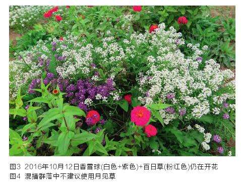 CSR理论与草花混播群落种类的3个选择