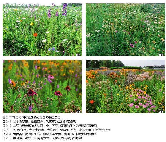 CSR理论与草花混播群落种类的3个选择