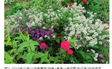 CSR理论与草花混播群落种类的3个选择