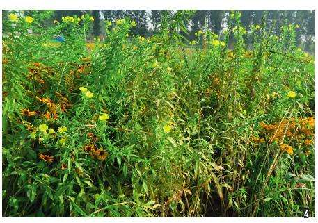 CSR理论与草花混播群落构建