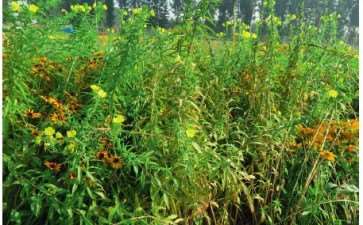 CSR理论与草花混播群落构建