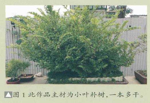 图解 树石盆景《金戈铁马》怎么制作的过程