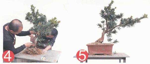 图解 罗汉松盆景地培苗怎么制作的2个方法