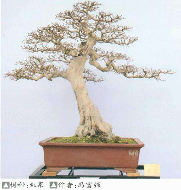 2020 佛山顺德北滘镇盆景协会成立