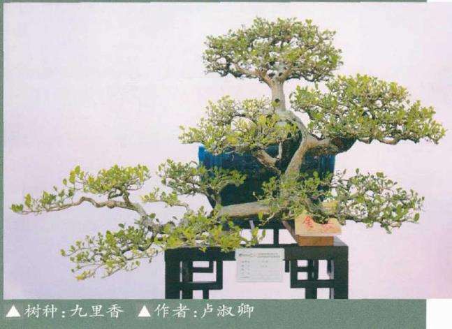 2020 佛山顺德北滘镇盆景协会成立