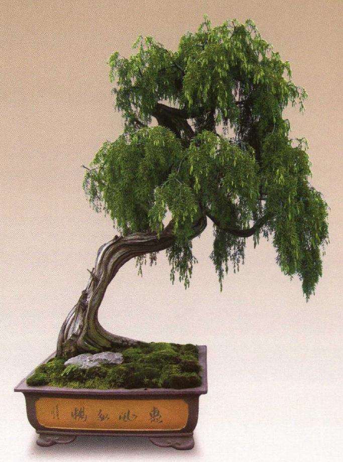 创作柳格盆景应注意的5个事项 图片
